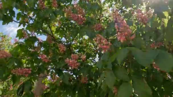Red Horse Chestnut Trees City Street Sunny Day — Stock Video