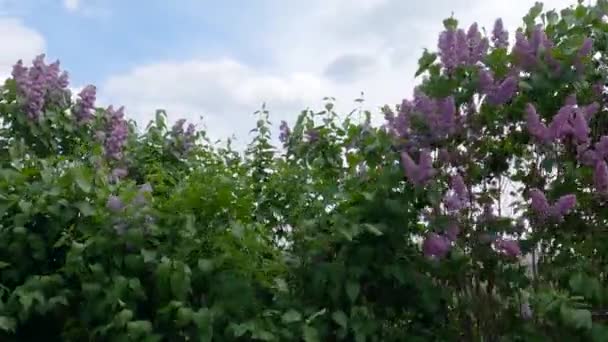Arbustos Floración Lila Púrpura Mientras Mueve Hacia Los Lados — Vídeos de Stock