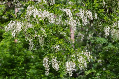 Robinia Pseudoacia 'nın bir kolu. Ayrıca kara çekirge olarak da bilinir. Ağaç kısmının bulanık arka planında beyaz çiçeklerin yaprakları ve cilt yüzeyi ile.
