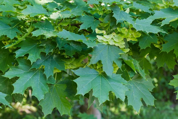 ノルウェーのカエデの枝に新鮮な葉と熟していない緑色の二重翼の種子 いわゆる背景のぼやけたサマラ — ストック写真