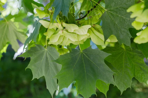 ノルウェーカエデの熟していない緑色の羽状の種子 枝の新鮮な葉の間のいわゆるサマラ — ストック写真