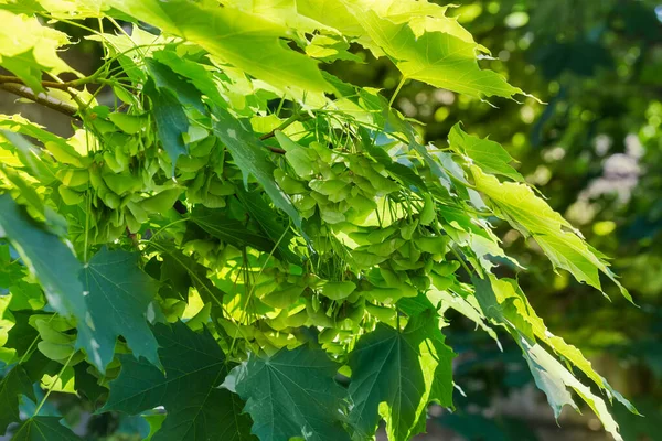 Semillas Verdes Inmaduras Doble Ala Del Arce Noruego Las Llamadas — Foto de Stock