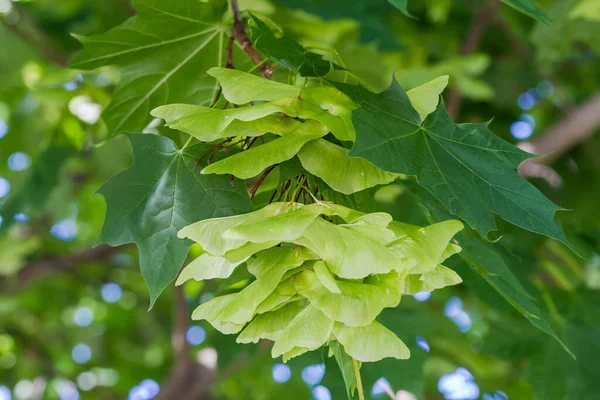 ノルウェーカエデの熟していない緑色の羽状の種子 枝の新鮮な葉の間のいわゆるサマラ — ストック写真