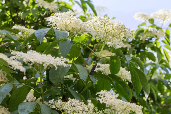 Inflorescencias Pequeñas Flores Blancas Sambucus También Conocidas Como Saúco Saúco —  Fotos de Stock