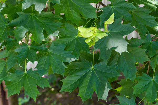ノルウェーのカエデの枝に新鮮な葉と熟していない緑色の二重翼の種子 いわゆる背景のぼやけたサマラ — ストック写真