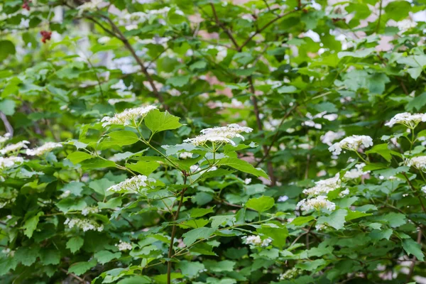 Bush Viburnum Inflorescences White Flowers Summer Day Fragment Selective Focus — Stock fotografie