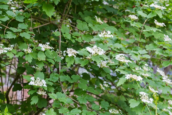 Bush Viburnum Med Blomstã Llningar Vita Blommorna Sommardagen Fragment Selektivt — Stockfoto