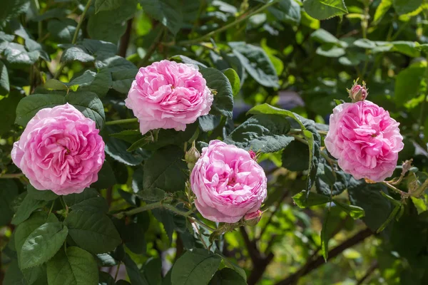Flores Cor Rosa Jardim Chá Subiram Arbusto Entre Ramos Folhas — Fotografia de Stock