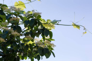 Tür Cornus Alternifolia 'nın dalları, aynı zamanda yeşil osier veya pagoda dogwood olarak da bilinir ve gökyüzünün arka planında genç bir sarmaşık filizlenir.