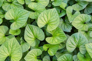 Asarum 'un kalp şeklinde yaprakları. Gölge bahçesinde kızıllar olarak da bilinir.