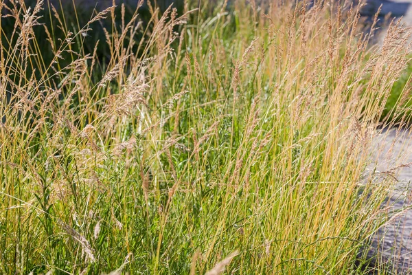 Bush Van Het Wild Groeiend Gras Met Droge Oren Hoge — Stockfoto