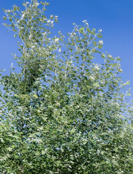 Tops Young White Poplar Trees Also Known Silver Leaf Poplar — Foto de Stock