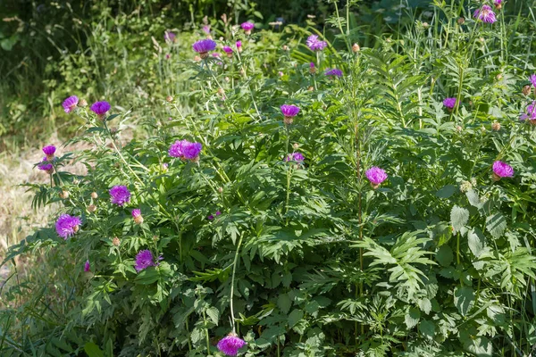 Bush Planta Herbácea Con Flores Púrpuras Hojas Dentadas Profundamente Talladas — Foto de Stock