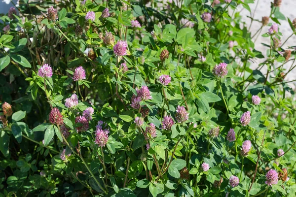 開花する野生のトリフォリウムプレートの茂み 別名赤クローバー 選択的焦点のクローズアップ — ストック写真