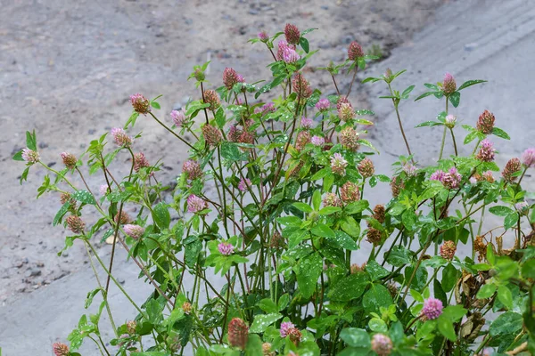 Arbustos Florescimento Selvagem Trifolium Pratense Também Conhecido Como Trevo Vermelho — Fotografia de Stock