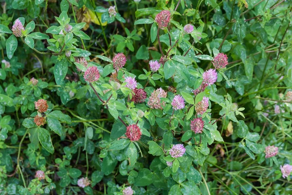 물방울로 천으로 알려진 삼엽충 Trifolium Pratense 부화장은 선택적 초점에서 근접하고 — 스톡 사진