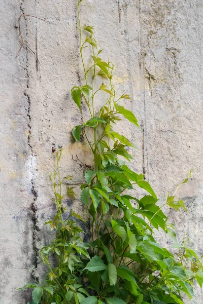 Branches Maiden Grapes Young Green Foliage Creeping Old Concrete Retaining — Stock Photo, Image
