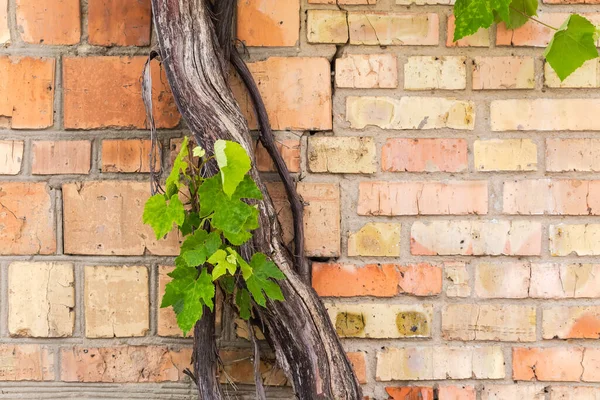 Old Thick Trunk Grapevine Small Twigs Leaves Background Rough Red — Foto de Stock