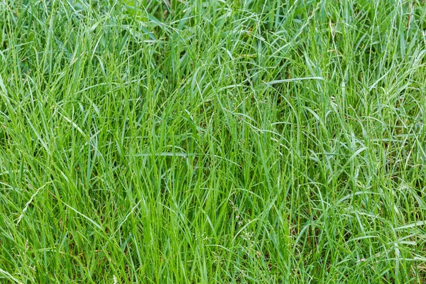 Fragment Glade Wild Growing High Grass Covered Water Drops Overcast — Stockfoto