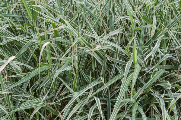 Ornamental Sedge Carex Morrowii Variety Also Known Japanese Grass Sedge — Zdjęcie stockowe