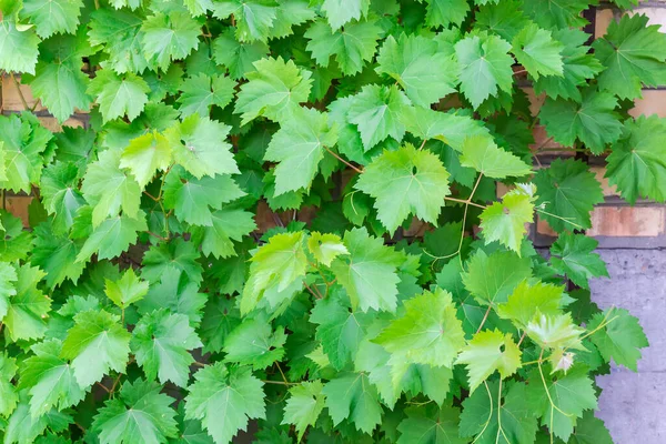Branches Grapevine Green Leaves Young Shoots Tendrils Densely Covered Red — Stockfoto