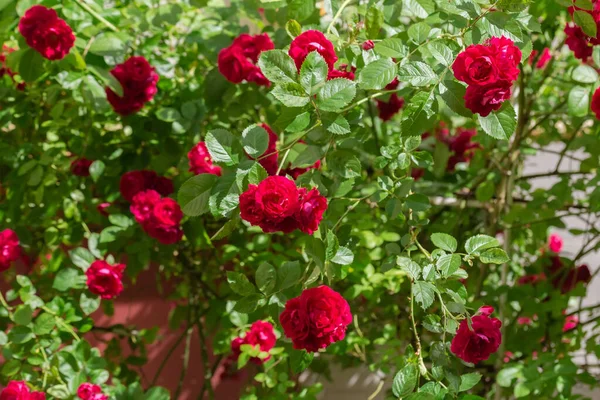 Shrub Tea Garden Rose Red Flowers Sunny Day Fragment Close — ストック写真