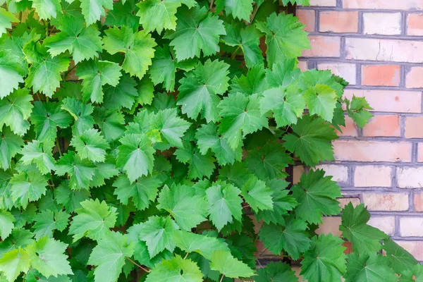 Branches Grapevine Green Leaves Densely Covered Red Brick Wall — ストック写真