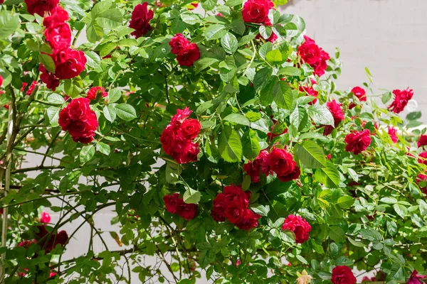 Güneşli Bir Günde Kırmızı Çiçekli Çay Bahçesinin Çalı Gülü Seçici — Stok fotoğraf