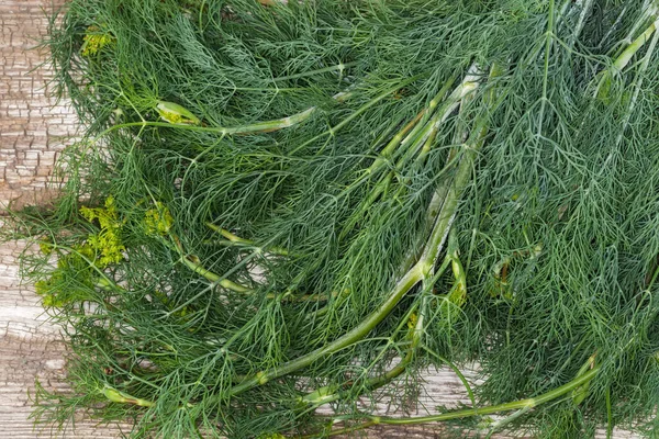 Ramo Los Tallos Eneldo Recién Cosechados Una Antigua Superficie Agrietada — Foto de Stock