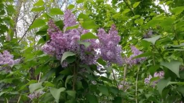 Çiçek açarken mor leylağın enfeksiyonları.