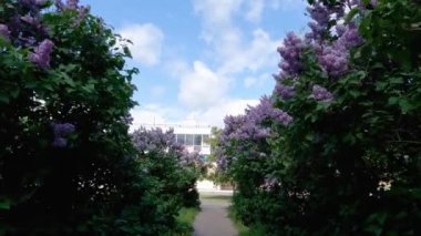Bushes of flowering purple lilac on both sides of walkway