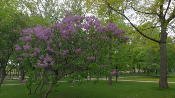 Arbusto Arbolado Flor Púrpura Lila Parque — Vídeos de Stock