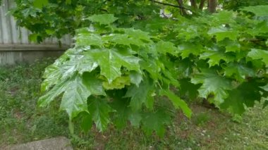 Branch of maple with unripe winged seeds during a rain