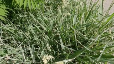 Striped foliage of the ornamental sedge Carex morrowii variety