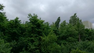 Parktaki ağaçlar ve çalılar sağanak fırtınadan önce şiddetli rüzgarda