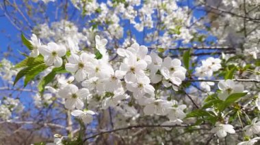 Bulanık arkaplanda çiçek açan kiraz ağacının dalı