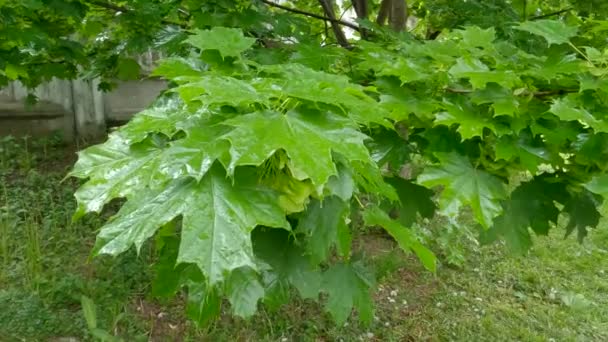 Branch Maple Unripe Winged Seeds Rain — Wideo stockowe