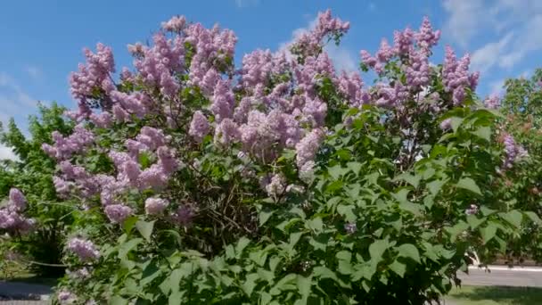 Bush Floración Lila Púrpura Contra Cielo — Vídeos de Stock