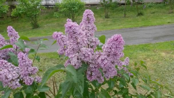 Pequeño Arbusto Floración Lila Púrpura Durante Una Lluvia — Vídeos de Stock