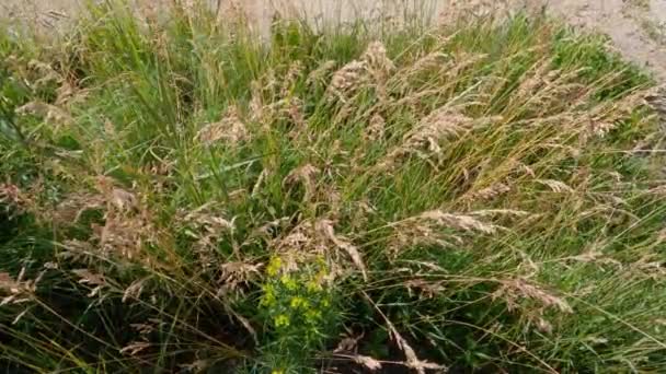 Top View Grass Ears Dry Stems — Stockvideo