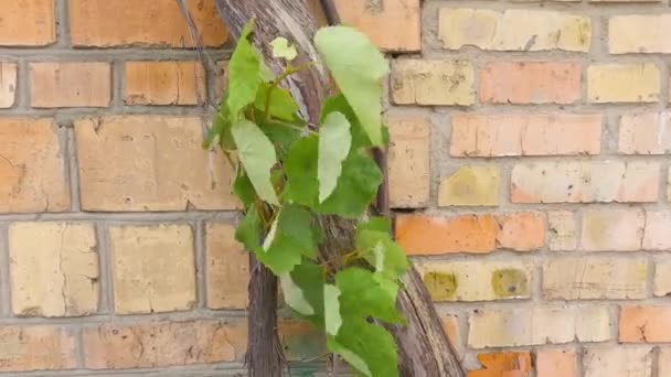 Thick Trunk Branch Grapevine Brick Wall — Stockvideo