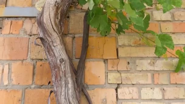 Thick Trunk Branches Grapevine Brick Wall — Stockvideo