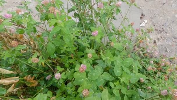 Bushes Flowering Red Clover Rain Close — Wideo stockowe