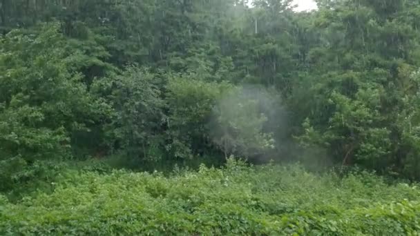 Old Park Summer Heavy Rain — Video Stock