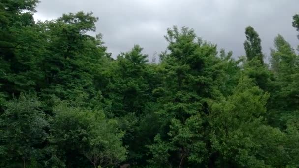 Trees Bushes Park Heavy Wind Thunderstorm — Video Stock