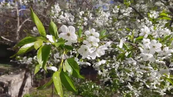 Virágzó Cseresznyefa Homályos Háttérrel — Stock videók
