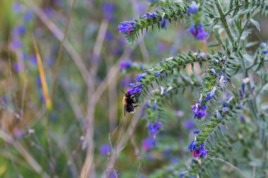 Çiçek açan Echium vulgare 'nin kökü, ayrıca yaban arısı olarak da bilinir, bulanık bir arka planda, seçici bir odak noktası olan yaban arısı 