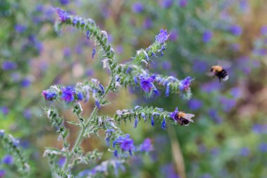 Çiçek açan yabani otların tepesi ve yaban arılarının arka planı bulanık, seçici odak noktasında yakın plan