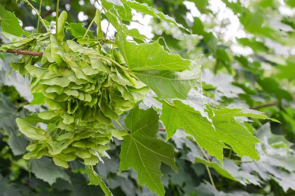 Bunch Unripe Green Double Winged Seeds Norway Maple Called Samaras — ストック写真