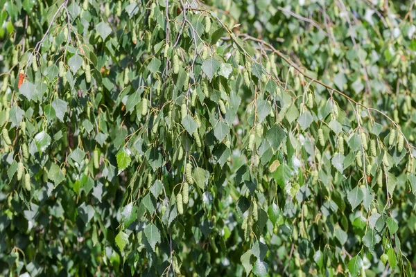 Branches Birch Leaves Catkins Hanging Selective Focus Blurred Background — Stock Fotó